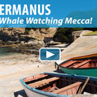 Hermanus - A Whale Watching Mecca